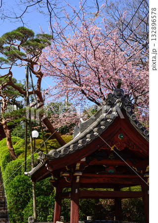 護国寺　参道の桜 132896578