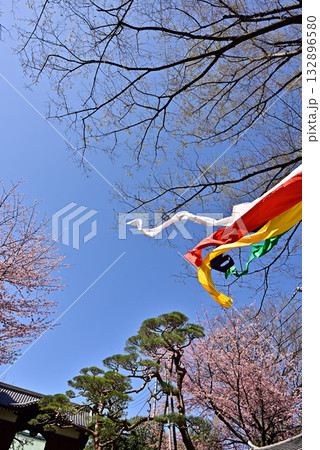 護国寺 参道の桜 護国寺 参道の桜 132896580