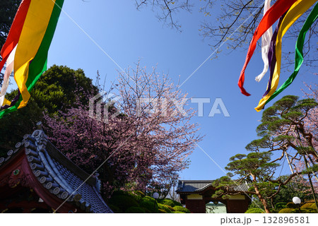 護国寺　参道の桜 132896581