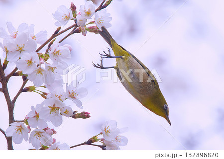 桜の蜜を吸うメジロ 132896820