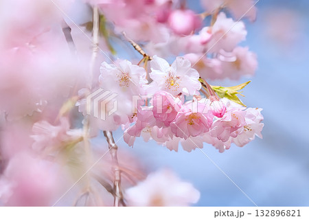 青空に映える河津桜 132896821