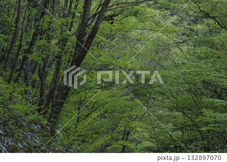 きららの森　原生林 132897070