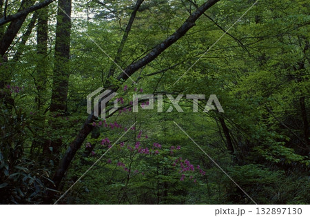 きららの森　段戸 132897130