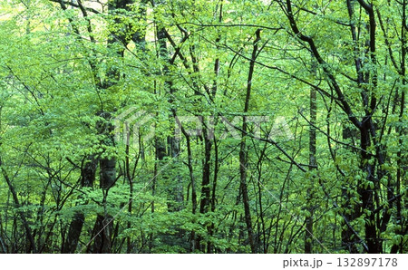 きららの森 段戸 きららの森 段戸 132897178