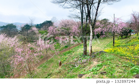 しだれ桜の里 大分県竹田市 132897244