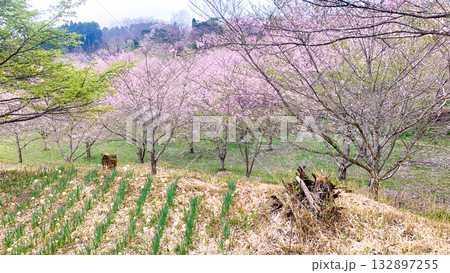 しだれ桜の里 大分県竹田市 しだれ桜の里 大分県竹田市 132897255