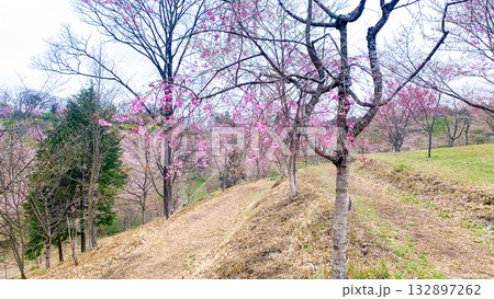 しだれ桜の里 大分県竹田市 しだれ桜の里 大分県竹田市 132897262