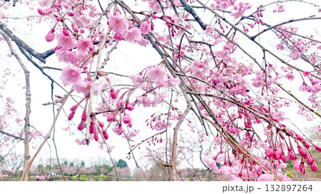 しだれ桜の里 大分県竹田市 しだれ桜の里 大分県竹田市 132897264