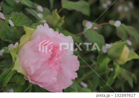 四国霊場第63番札所「吉祥寺」境内に咲く牡丹 132897617