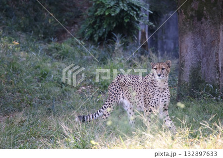 チーター 132897633