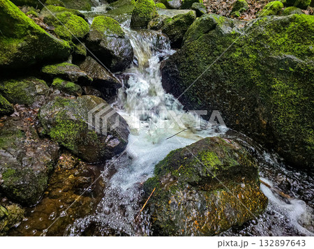WildForestStream wild forest, forest stream 132897643