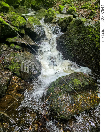 WildForestStream wild forest, forest stream 132897644