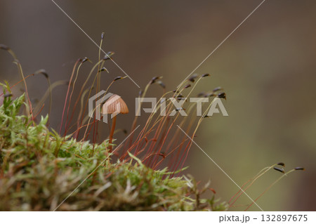 苔に生えた小さなキノコ 132897675