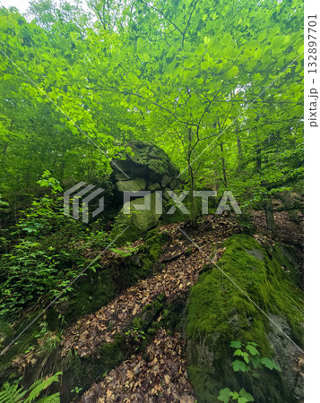 WildT aiga Ancient Grove Deep Wilderness 132897701