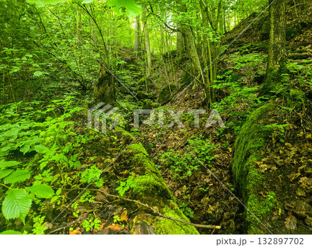 WildT aiga Ancient Grove Deep Wilderness 132897702
