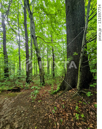 WildT aiga Ancient Grove Deep Wilderness 132897754