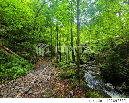 WildT aiga Ancient Grove Deep Wilderness 132897755