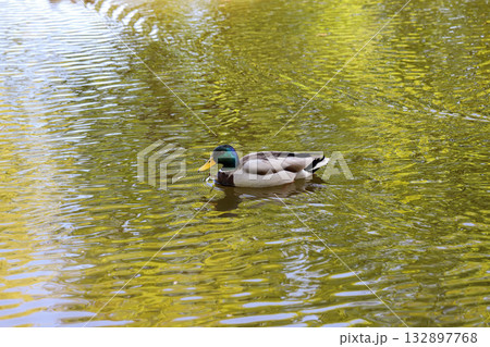 Wild Ducks Swimming on a Quiet Pond Wild Ducks Swimming on a Quiet Pond 132897768