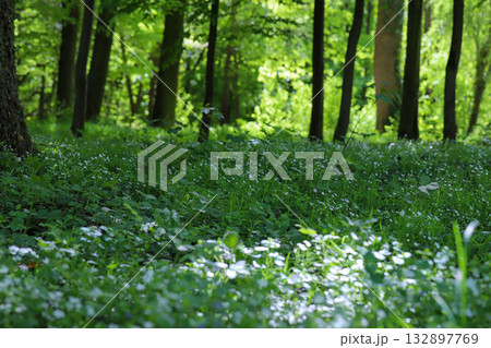 Sunlit Path Through Spring Forest Sunlit Path Through Spring Forest 132897769