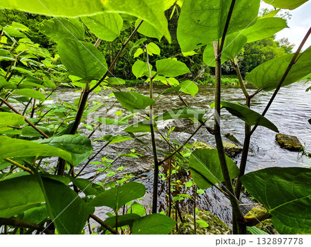 Forest Botany Wild FloraStock Wild Herbs Forest Botany Wild FloraStock Wild Herbs 132897778