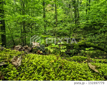 Forest Botany Wild FloraStock Wild Herbs 132897779