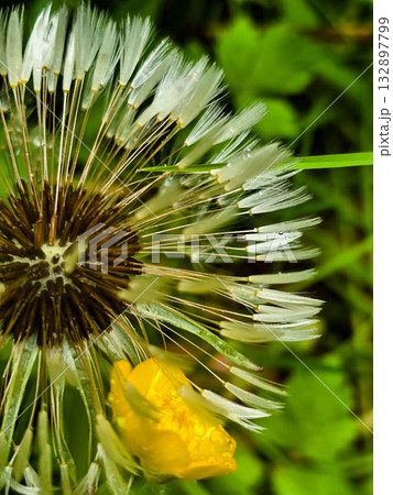 Forest Botany Wild FloraStock Wild Herbs Forest Botany Wild FloraStock Wild Herbs 132897799