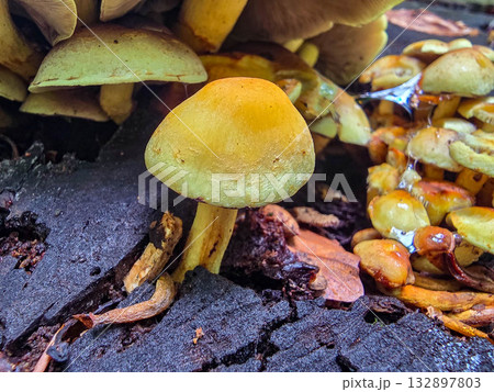FungalIllusion ecosystem forest dangers mycotoxins FungalIllusion ecosystem forest dangers mycotoxins 132897803