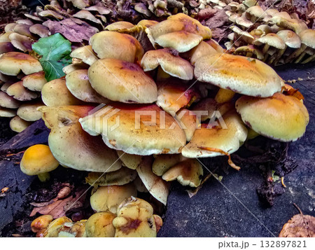 FungalIllusion ecosystem forest dangers mycotoxins FungalIllusion ecosystem forest dangers mycotoxins 132897821