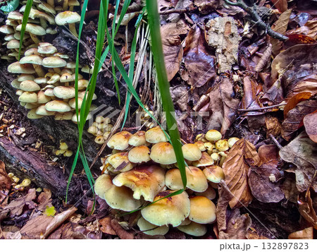 FungalIllusion ecosystem forest dangers mycotoxins FungalIllusion ecosystem forest dangers mycotoxins 132897823