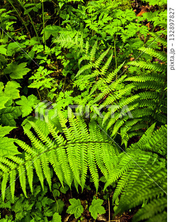 Forest Gaze forest landscape nature Forest Gaze forest landscape nature 132897827