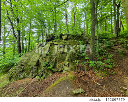 Forest Gaze forest landscape nature Forest Gaze forest landscape nature 132897879