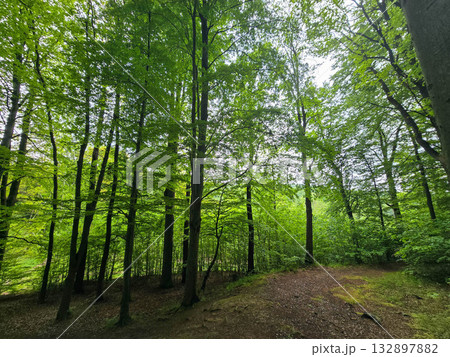 Forest Gaze forest landscape nature 132897882