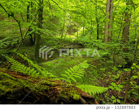Forest Gaze forest landscape nature 132897883