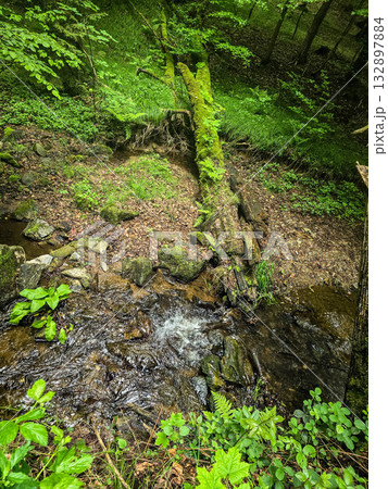 Forest Gaze forest landscape nature 132897884