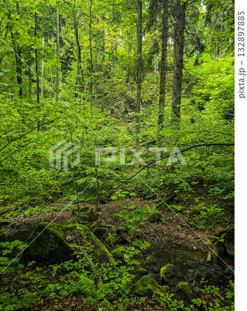 Forest Gaze forest landscape nature Forest Gaze forest landscape nature 132897885