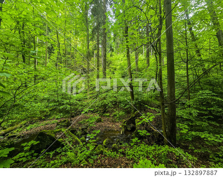 Forest Gaze forest landscape nature 132897887