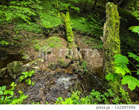 Forest Gaze forest landscape nature Forest Gaze forest landscape nature 132897890