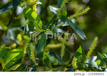 Spring Blossoming Trees in Sunlight Spring Blossoming Trees in Sunlight 132898002