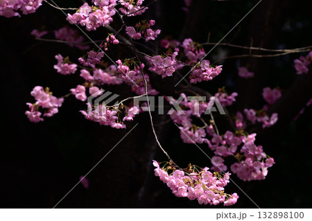 靖国神社 桜 靖国神社 桜 132898100