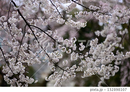 靖国神社　桜 132898107