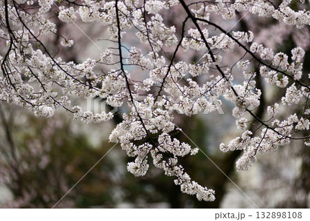 靖国神社　桜 132898108
