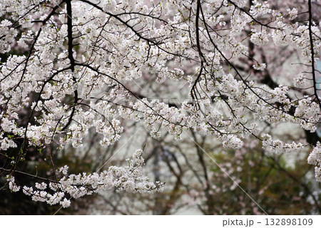 靖国神社　桜 132898109