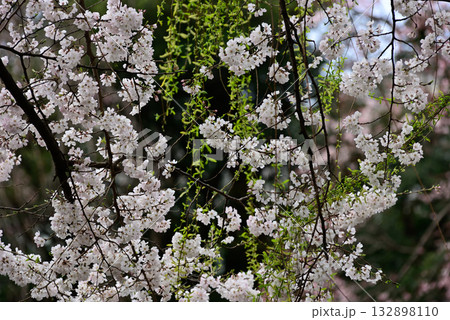 靖国神社　桜 132898110