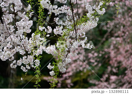靖国神社 桜 靖国神社 桜 132898111