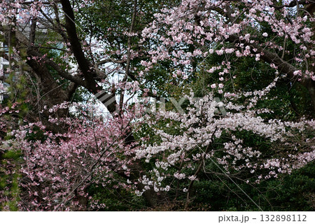 靖国神社 桜 靖国神社 桜 132898112