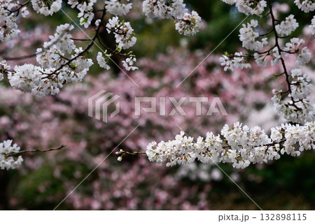 靖国神社 桜 靖国神社 桜 132898115
