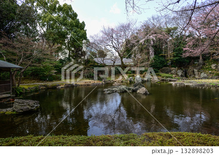 靖国神社 神池庭園の桜 靖国神社 神池庭園の桜 132898203