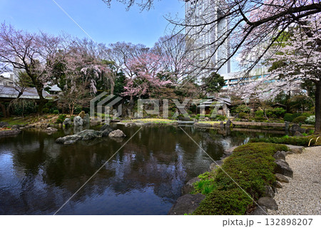 靖国神社　神池庭園の桜 132898207