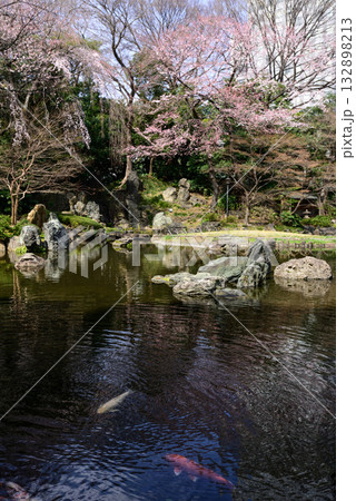 靖国神社　神池庭園の桜 132898213