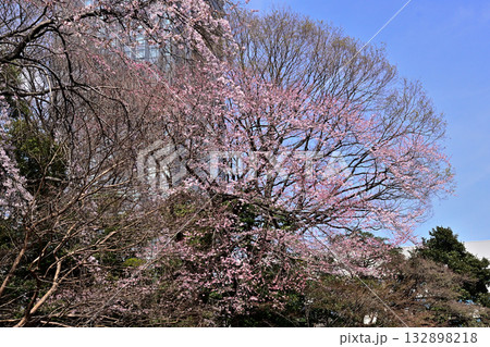 靖国神社　神池庭園の桜 132898218